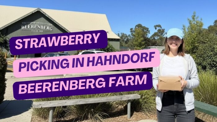 Strawberry picking in Hahndorf: Beerenberg Farm’s best season