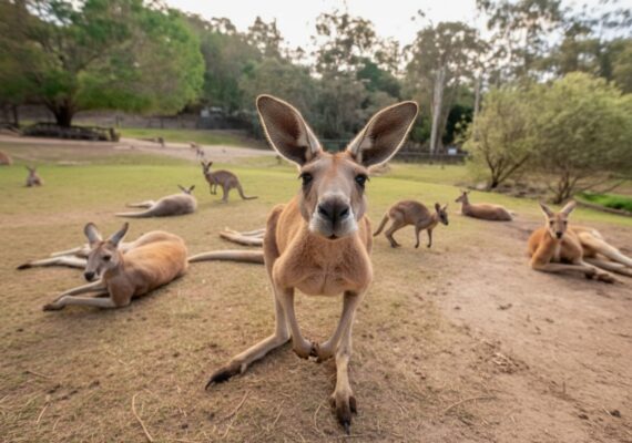 70 Best Australian Animal Trivia Questions (with Answers)