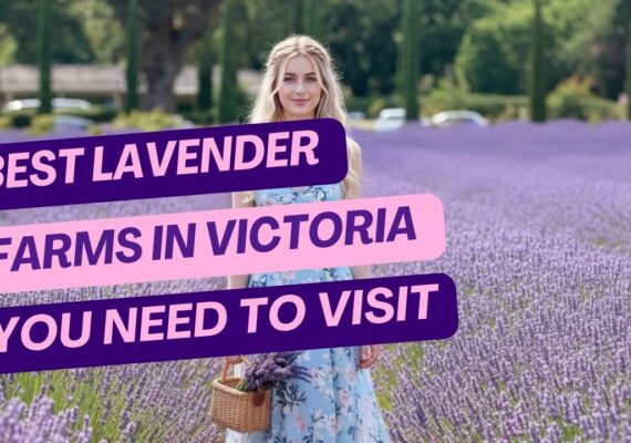 Best Lavender Farms in Victoria You Need to Visit