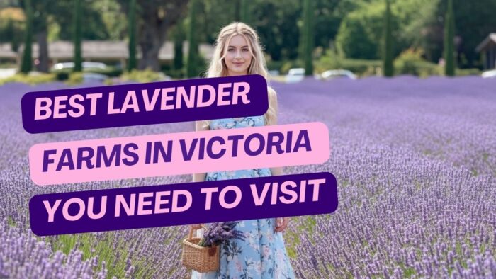 Best Lavender Farms in Victoria You Need to Visit