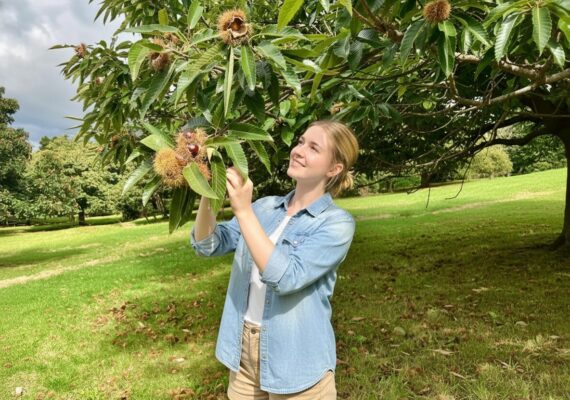 Chestnut Picking Around Sydney