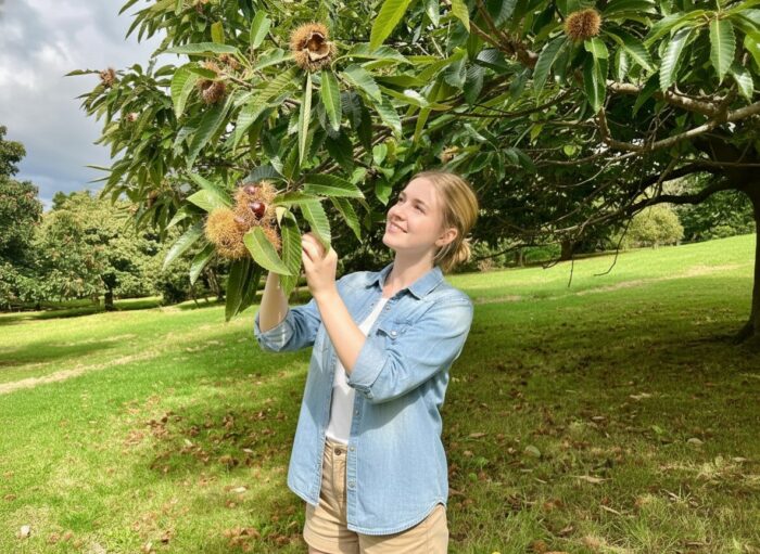 Chestnut Picking Around Sydney