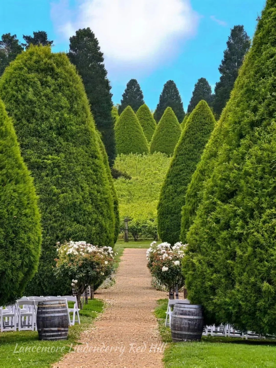 Red Hill wineries 