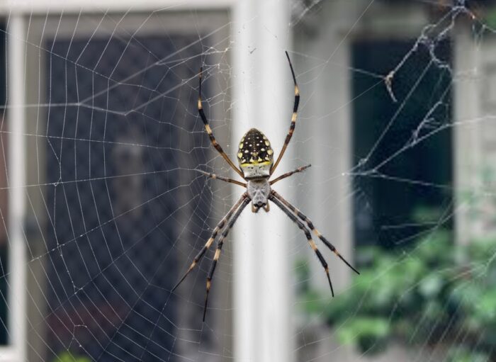 Australia Spider Season
