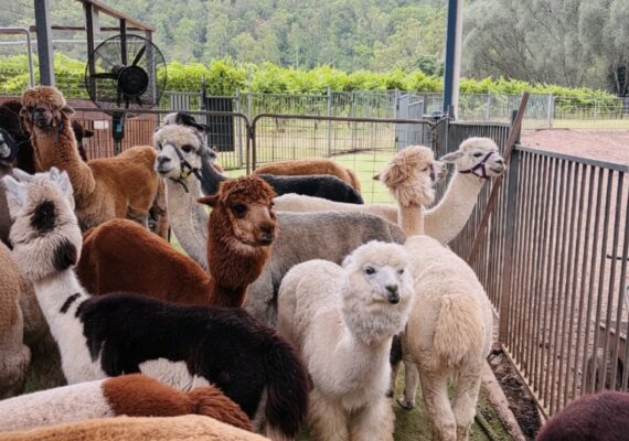 Best Animal Farms in Brisbane