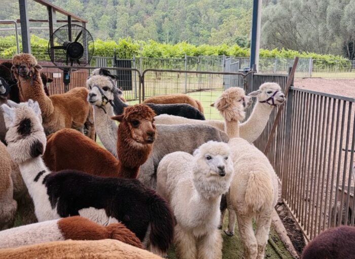 Best Animal Farms in Brisbane