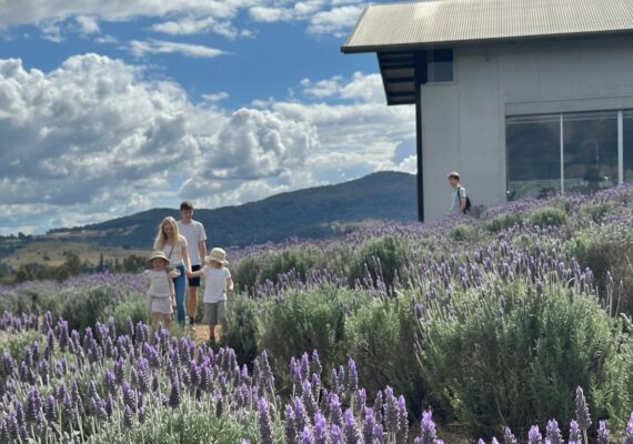 Kooroomba Vineyard and Lavender Farm