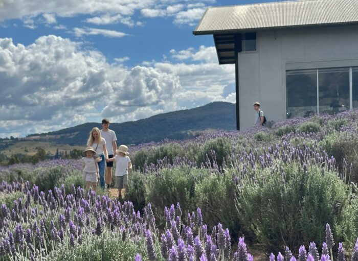 Kooroomba Vineyard and Lavender Farm