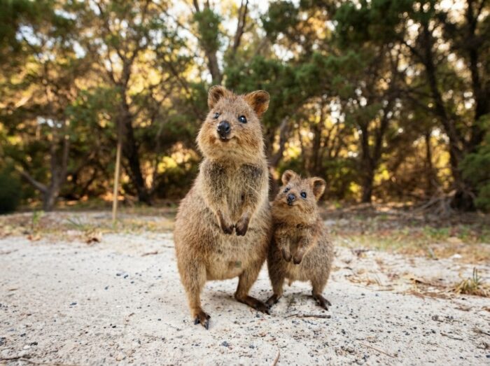 60 Best Western Australia Trivia Questions & Answers