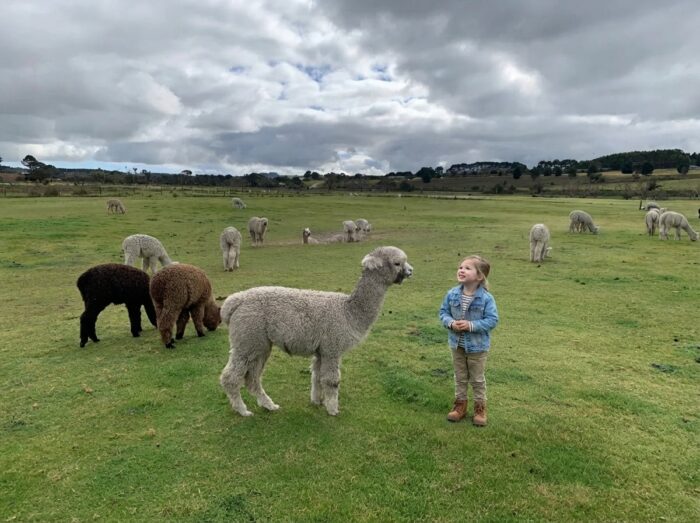 Alpaca Farm Near Adelaide: Ambersun Alpacas Guide