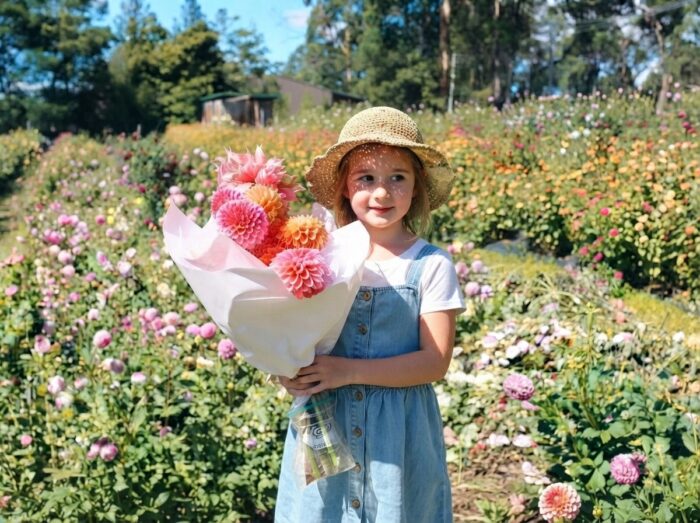 Best Dahlia Farms to Visit in Australia
