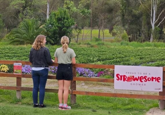 Best Strawberry Picking Farms Near Brisbane