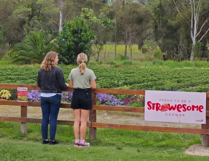 Best Strawberry Picking Farms Near Brisbane