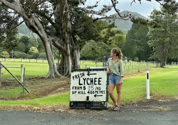 Lychee Picking in NSW: Everything You Need to Know Before You Go