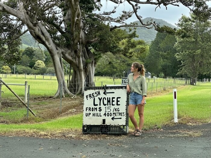 Lychee Picking in NSW: Everything You Need to Know Before You Go