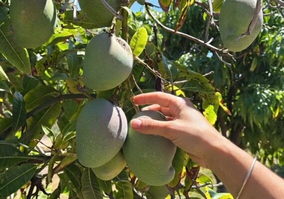 Where to Pick Your Own Mangoes Near Perth