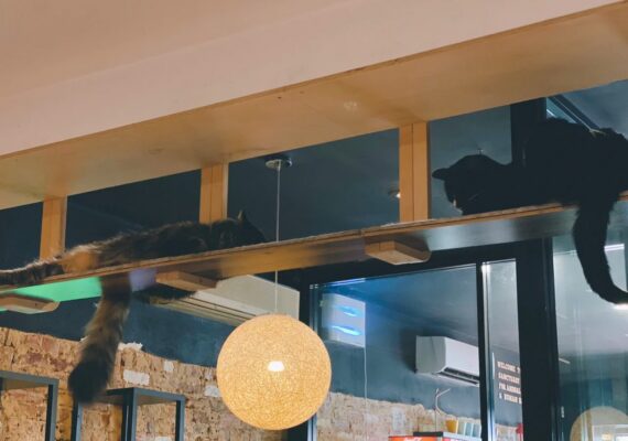 Cat Cafe in Perth: Is It Actually Worth It? We Went to Find Out