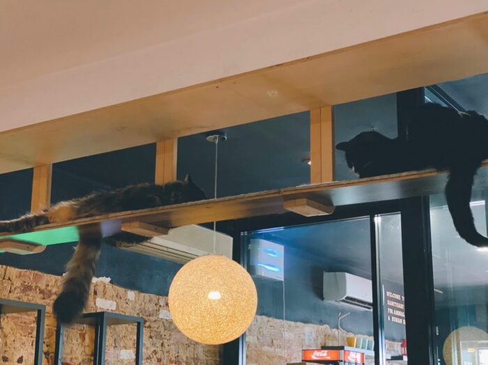 Cat Cafe in Perth: Is It Actually Worth It? We Went to Find Out