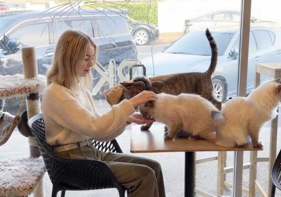 EggYolk Cat Lounge, Sunnybank — A Southside Brisbane Cat Café