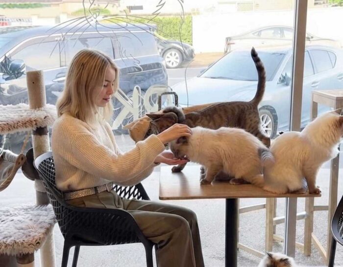 EggYolk Cat Lounge, Sunnybank — A Southside Brisbane Cat Café