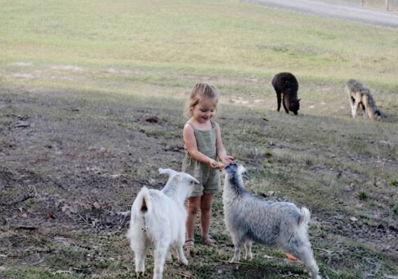 The Little Chooks Farm, Spencer — An Alpaca Farm Stay a Little Over an Hour From Sydney