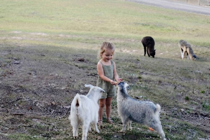 The Little Chooks Farm, Spencer — An Alpaca Farm Stay a Little Over an Hour From Sydney