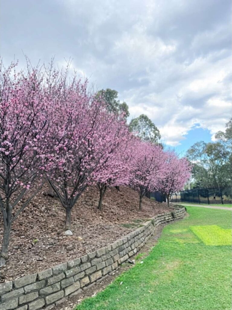 Auburn Cherry Blossom Festival - Blossoms, Food Stalls and How to Actually Get There