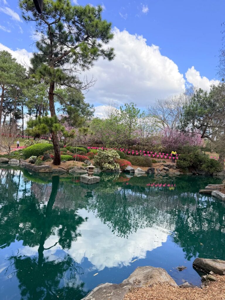 Auburn Cherry Blossom Festival - Blossoms, Food Stalls and How to Actually Get There