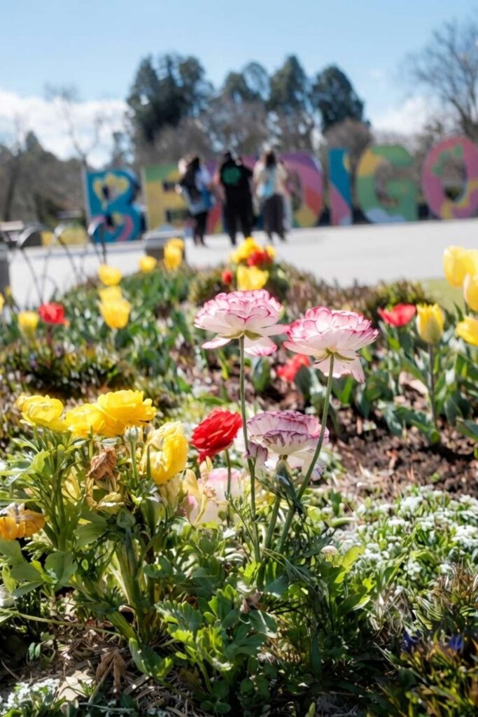 Bendigo Tulip Festival - What's Free, What's Ticketed, What to Expect