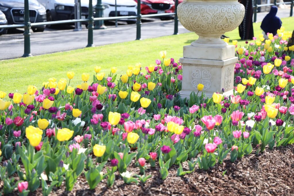 Bendigo Tulip Festival - What's Free, What's Ticketed, What to Expect