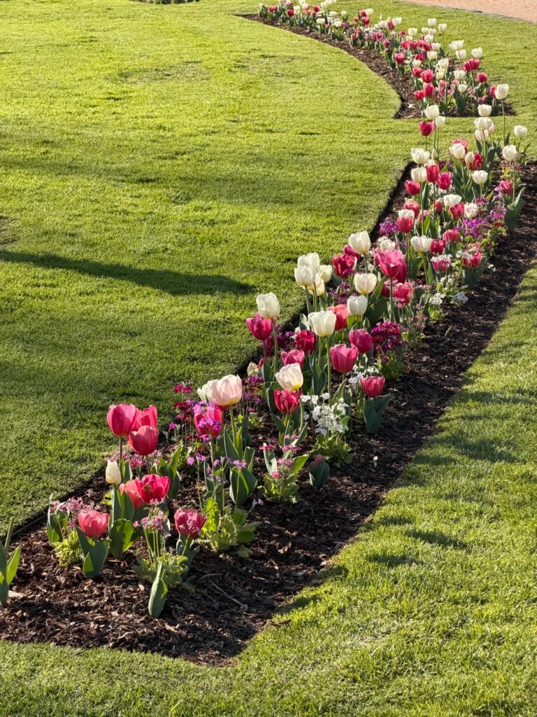 Bendigo Tulip Festival - What's Free, What's Ticketed, What to Expect