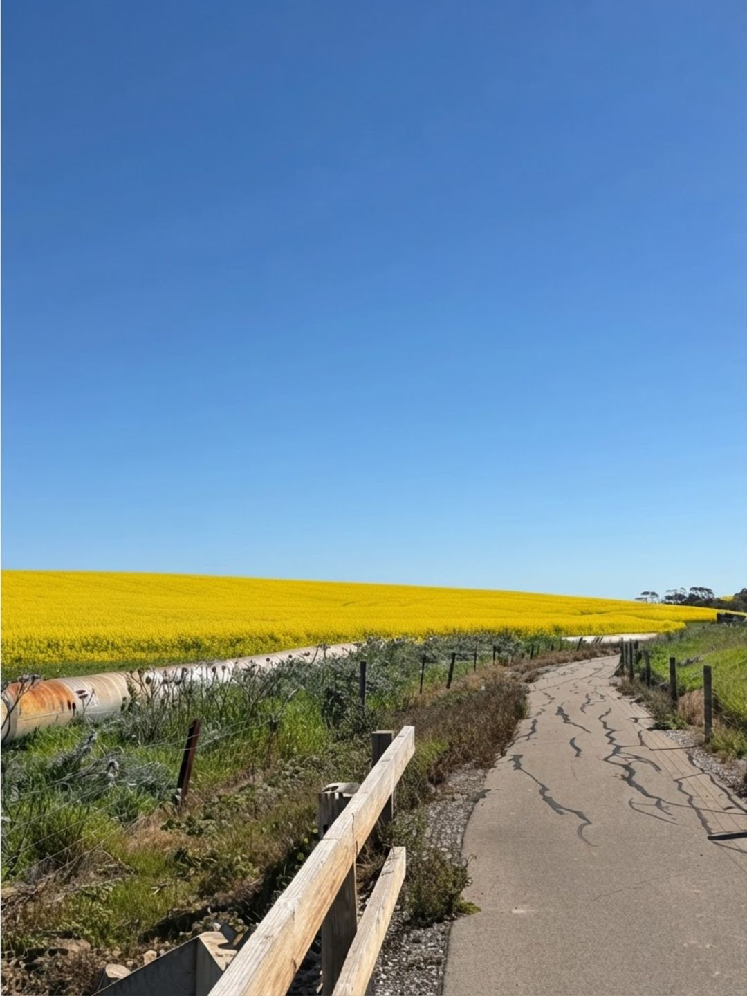 Canola Fields Barossa Valley - Where to Find Them