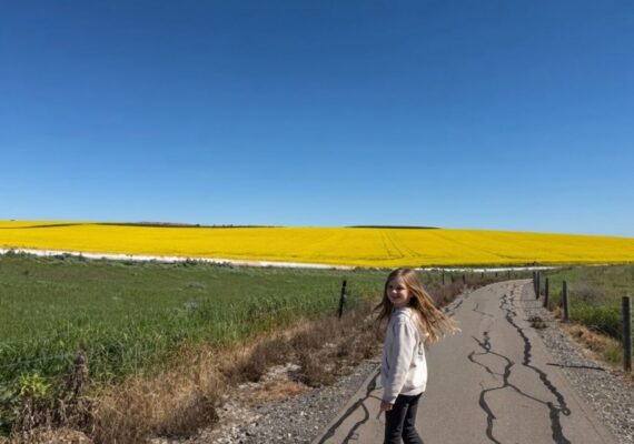 Canola Fields Barossa Valley - Where to Find Them