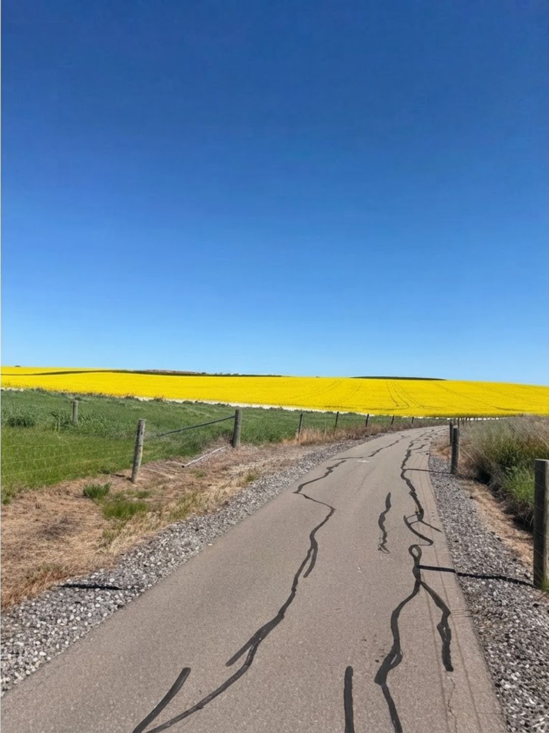 Canola Fields Barossa Valley - Where to Find Them