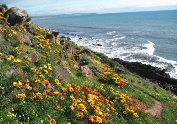 Carrickalinga Point Lookout - Adelaide's Wildflower Cliff