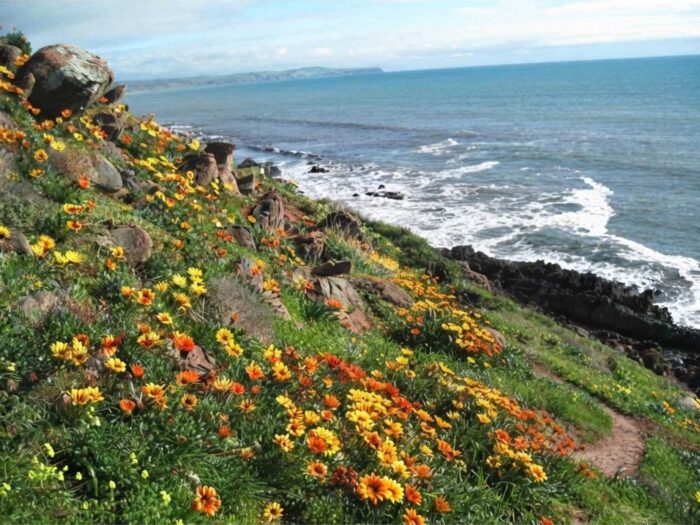 Carrickalinga Point Lookout – Adelaide’s Wildflower Cliff