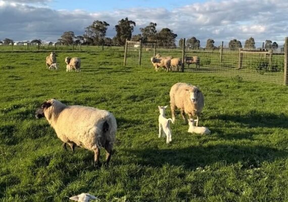Collingwood Children's Farm Reviews