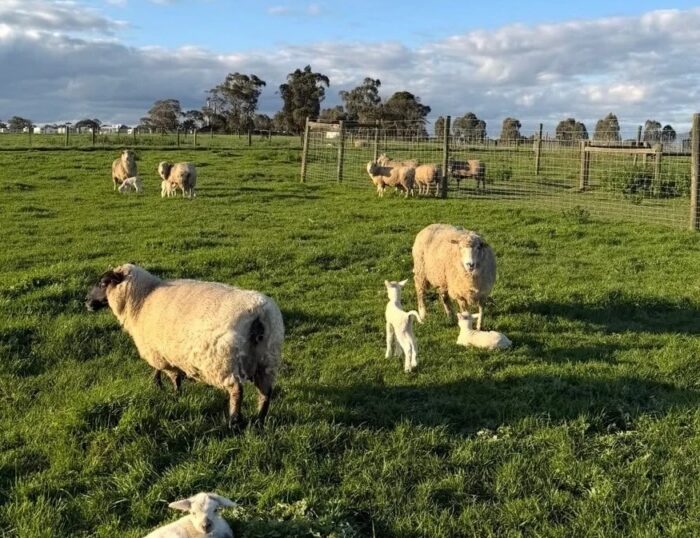 Collingwood Children's Farm Reviews