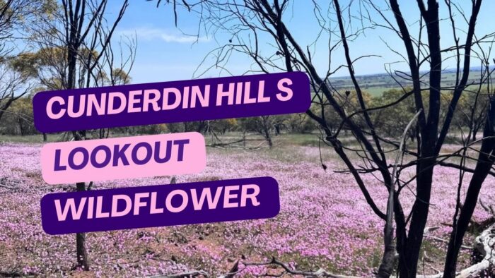 Cunderdin Hill Lookout Wildflowers – What To Know Before You Go (2026)