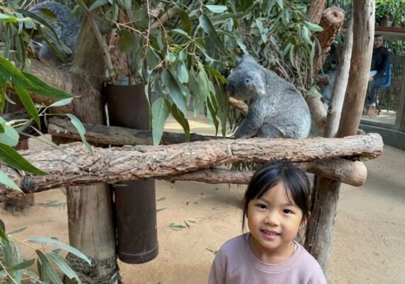 Koala Park West Pennant Hills - Kangaroo Feeding, Prices & Tips