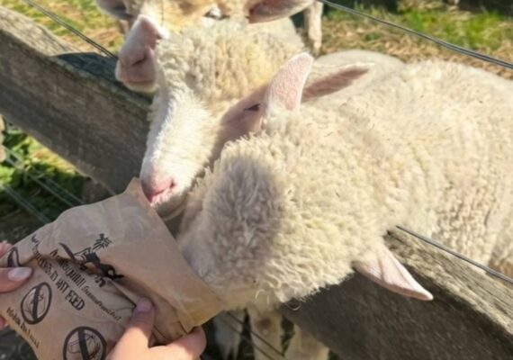 Myuna Farm Petting Zoo Reviews
