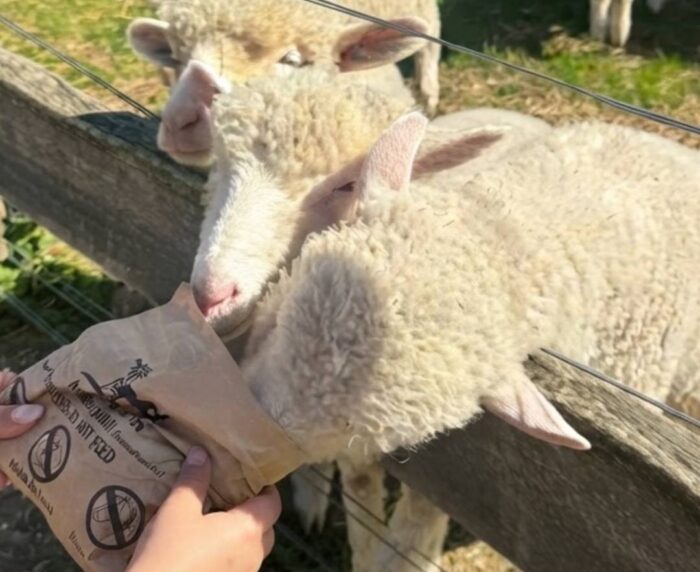 Myuna Farm Petting Zoo Reviews
