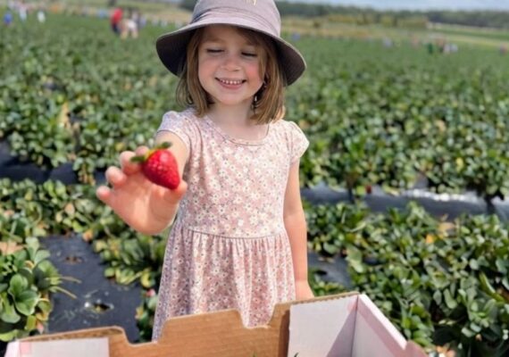 Oasis Berries - Pick Your Own