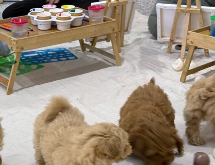 Painting with Puppies in St Kilda