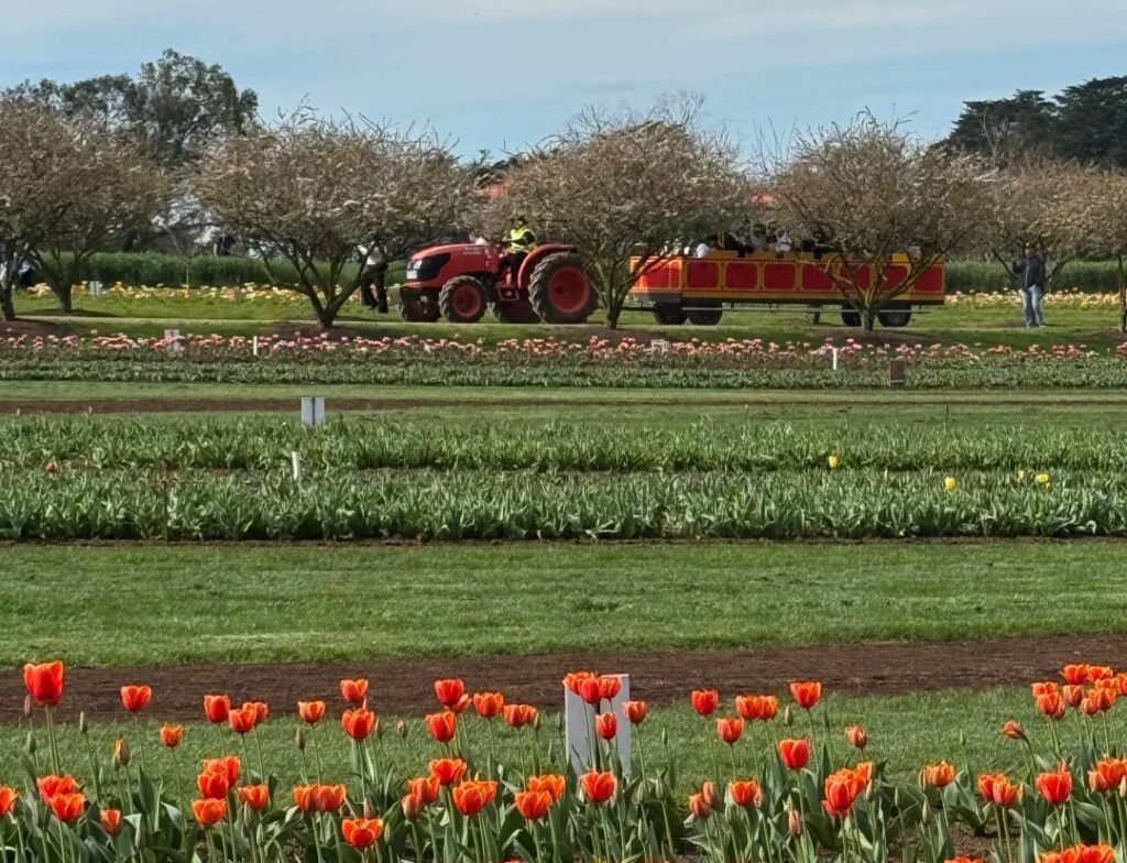 Tesselaar Tulip Festival 2026 tractor ride
