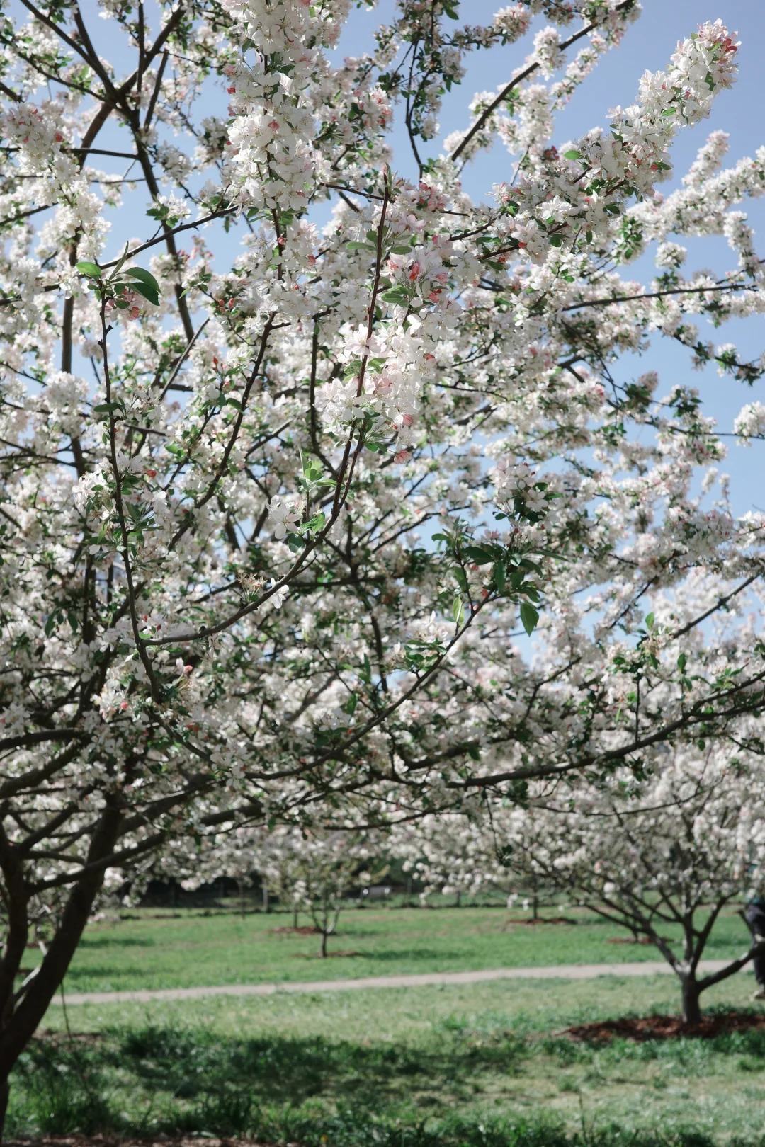 Banksia Park Cherry Blossoms – Melbourne's Free Spot to See Cherry Blossoms