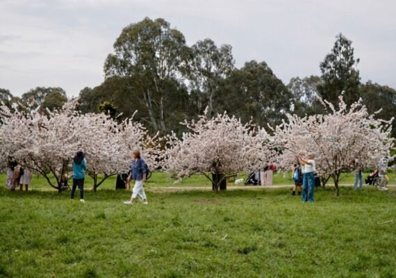 Banksia Park Cherry Blossoms – Melbourne's Free Spot to See Cherry Blossoms