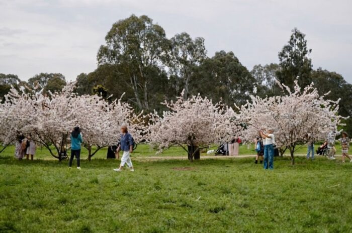 Banksia Park Cherry Blossoms – Melbourne's Free Spot to See Cherry Blossoms