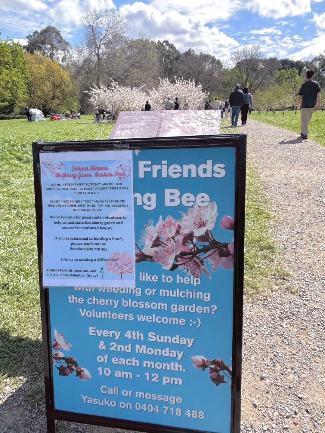 Banksia Park Cherry Blossoms – Melbourne's Free Spot to See Cherry Blossoms