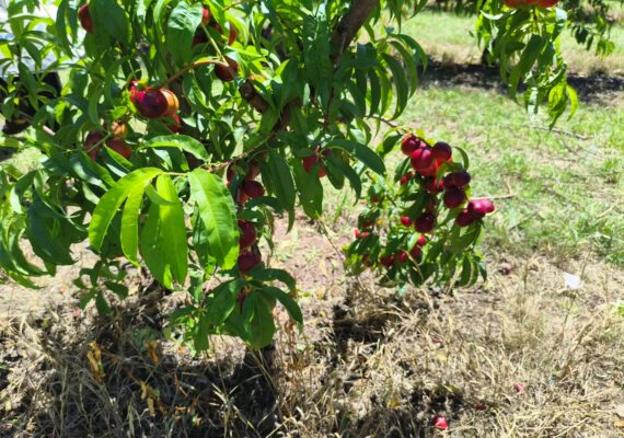 Canoelands Orchard Reviews